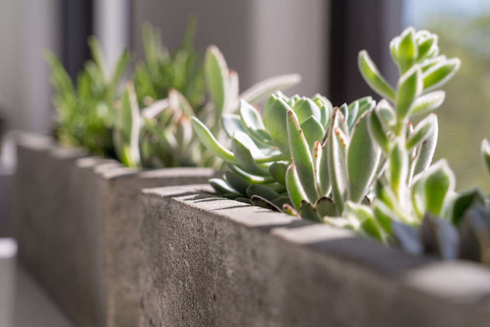 Office Plants Office Plants